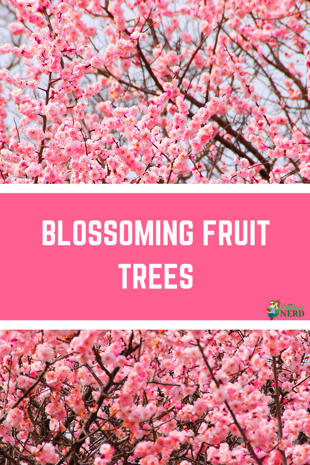 Read more about the article Fruit Trees in Bloom