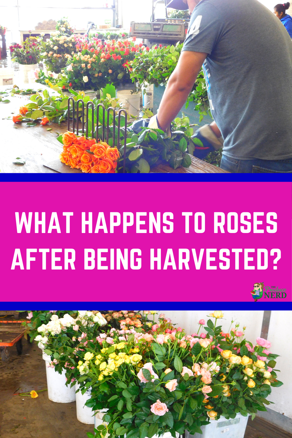 Read more about the article Postharvest Handling of Cut Flowers: Trimming & Packaging Fresh-Cut Roses