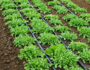 How Blonde Frisée is Created - The Produce Nerd