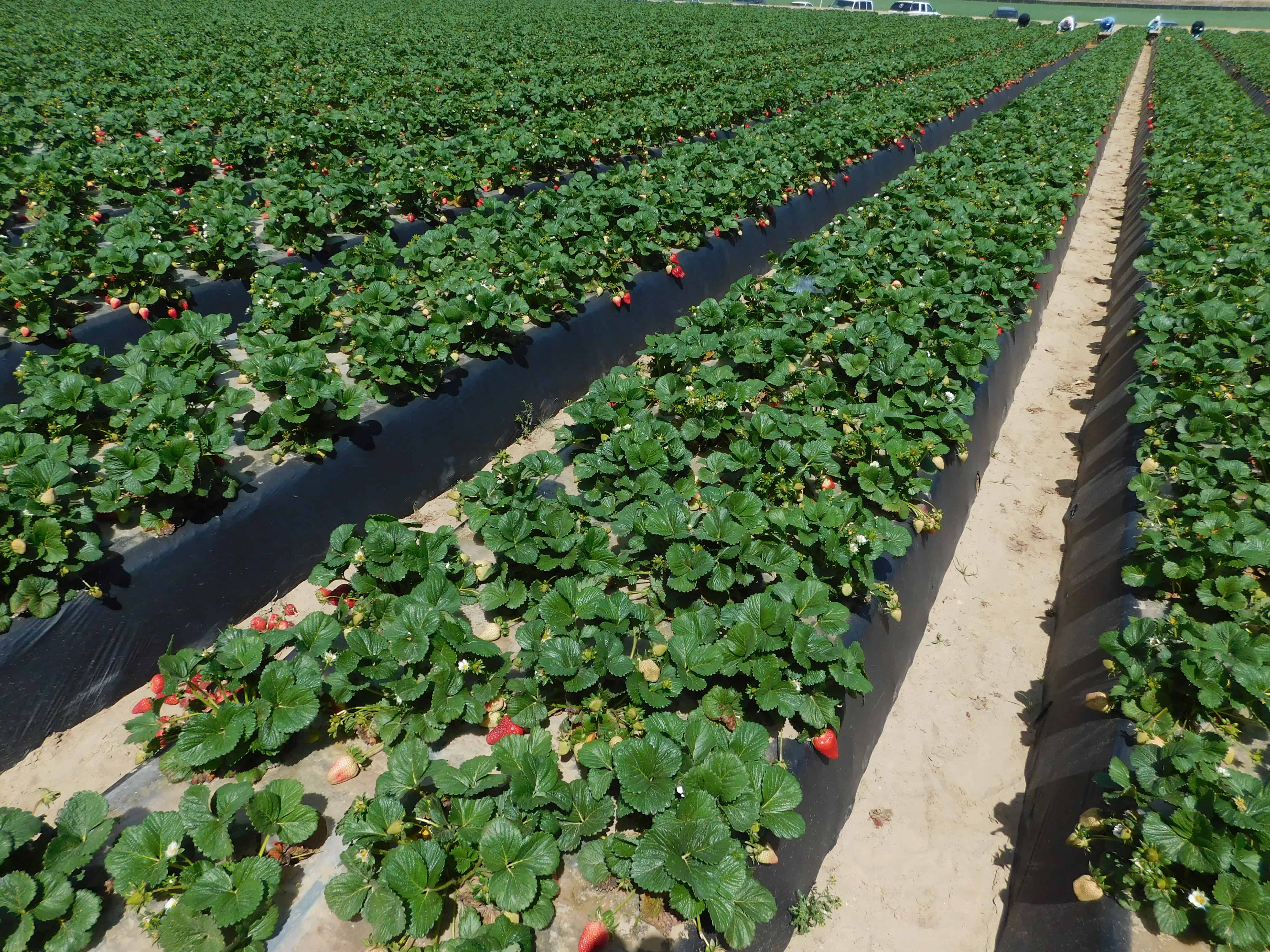 Read more about the article How Strawberries Are Grown, Harvested & Packed in California