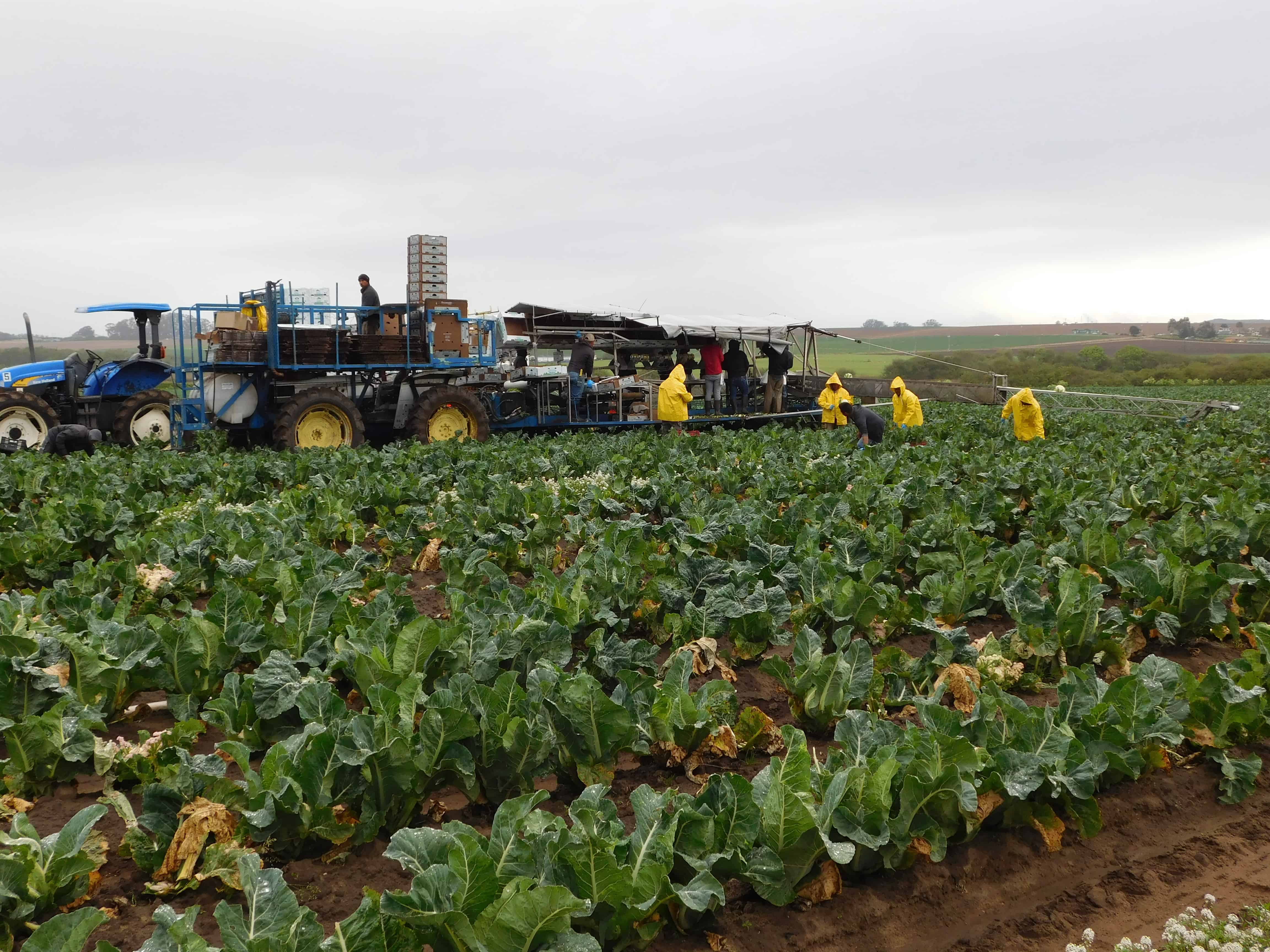 Cauliflower Harvest Harvesting Rig The Produce Nerd