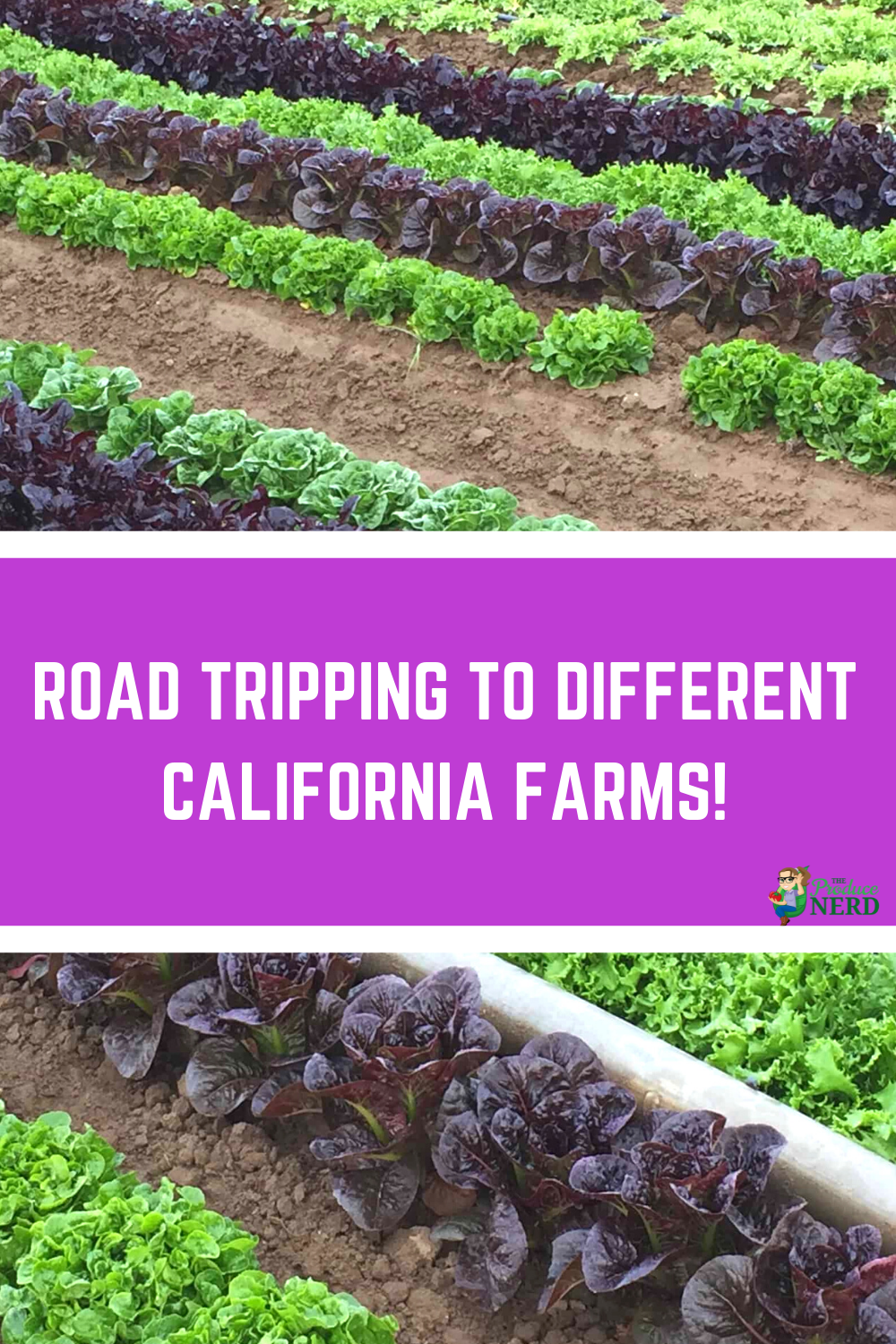 Read more about the article The Best Spring Break I Ever Had: Road Tripping to Different California Farms