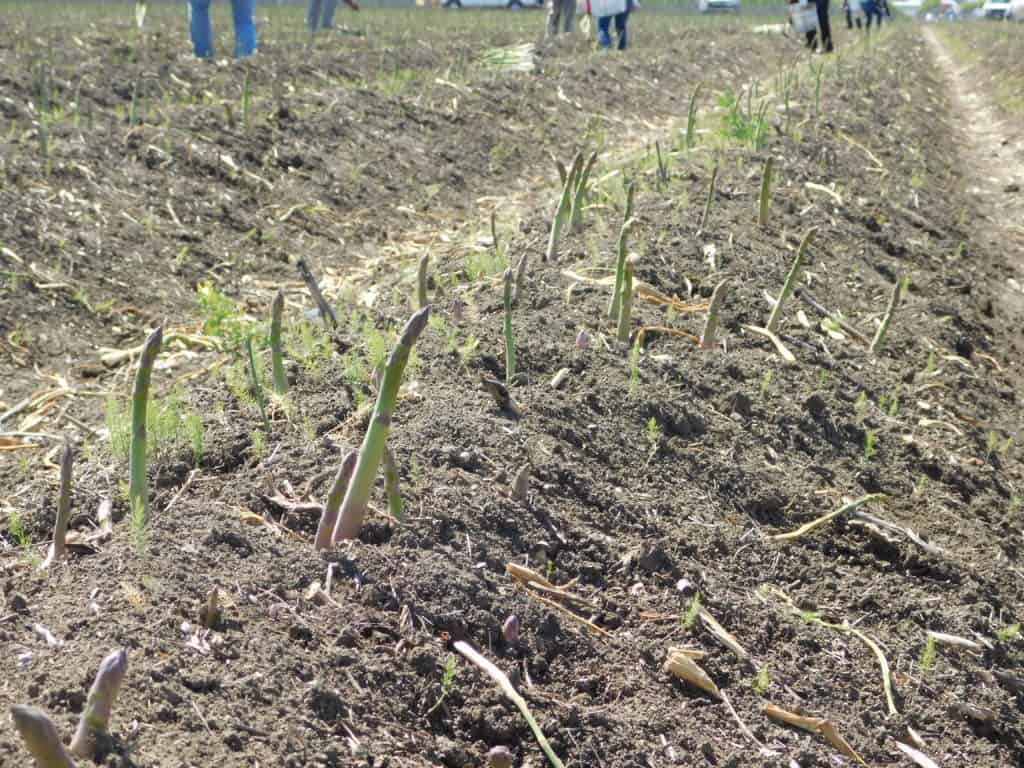 Asparagus Field - How Asparagus Grows