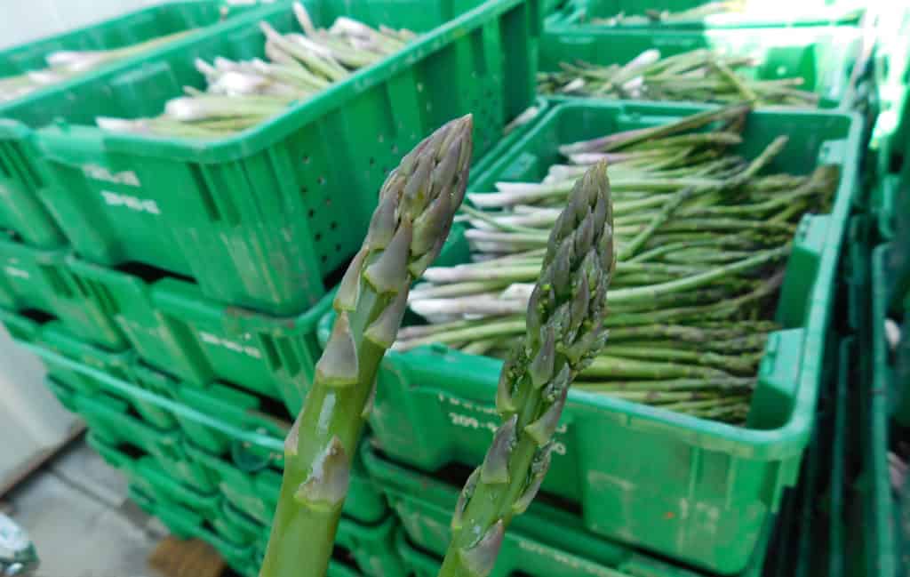 Asparagus Maturity - Mature & Over-Mature Asparagus Spears