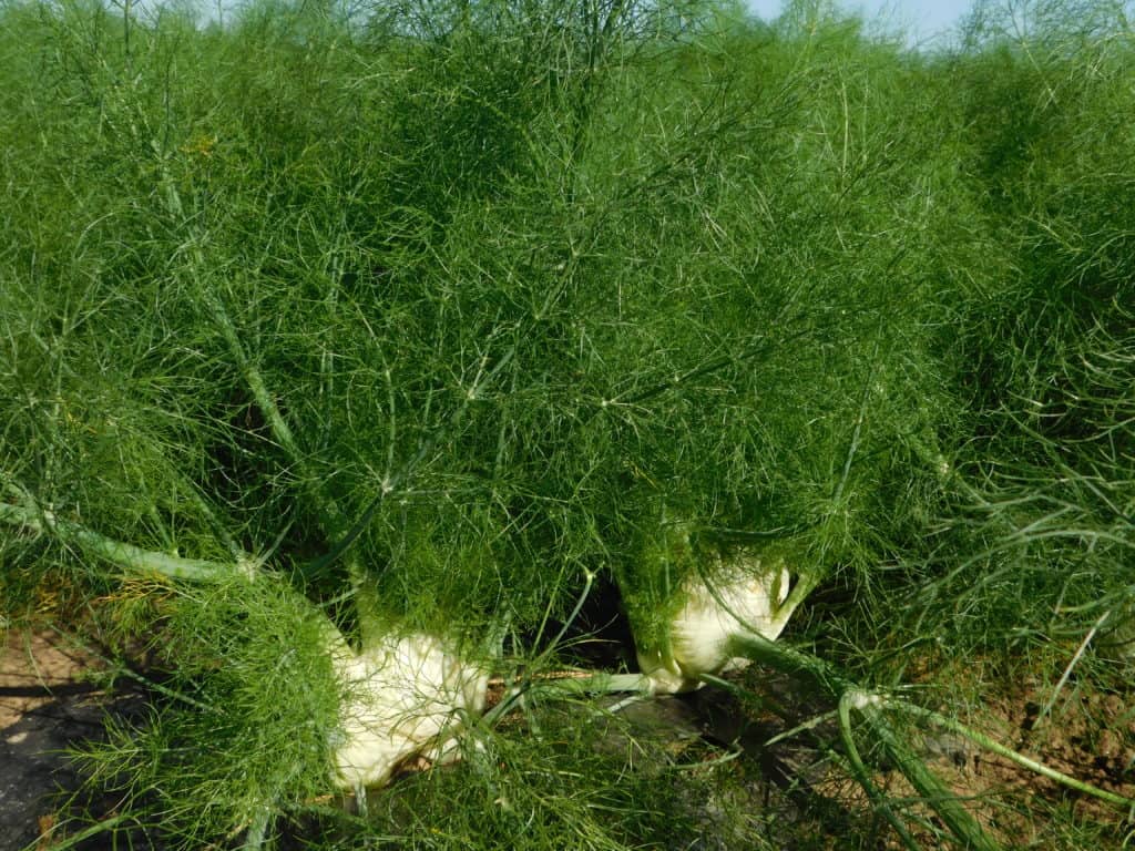 How Fennel is Harvested & Packed - The Produce Nerd