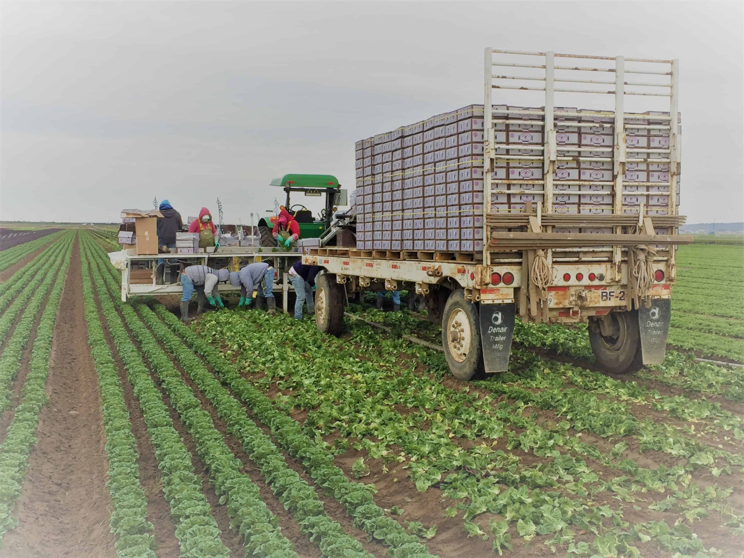 Baby Romaine Lettuce Harvest