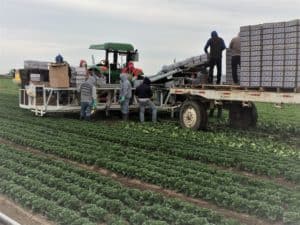 Baby Romaine Lettuce Harvest - Palletizing