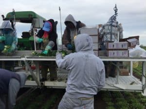 Baby Romaine Lettuce Harvest - Packing Table