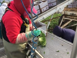 Baby Romaine Lettuce Harvest -Sanitized Rinse Step