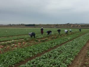 Radish Harvest - Harvest Crew