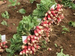 Radish Harvest - Harvested Bunches