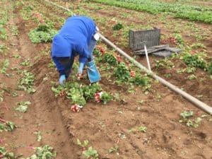 Radish Harvest - Hand Harvest