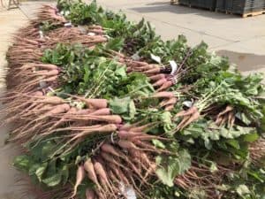 Purple Ninja Radishes