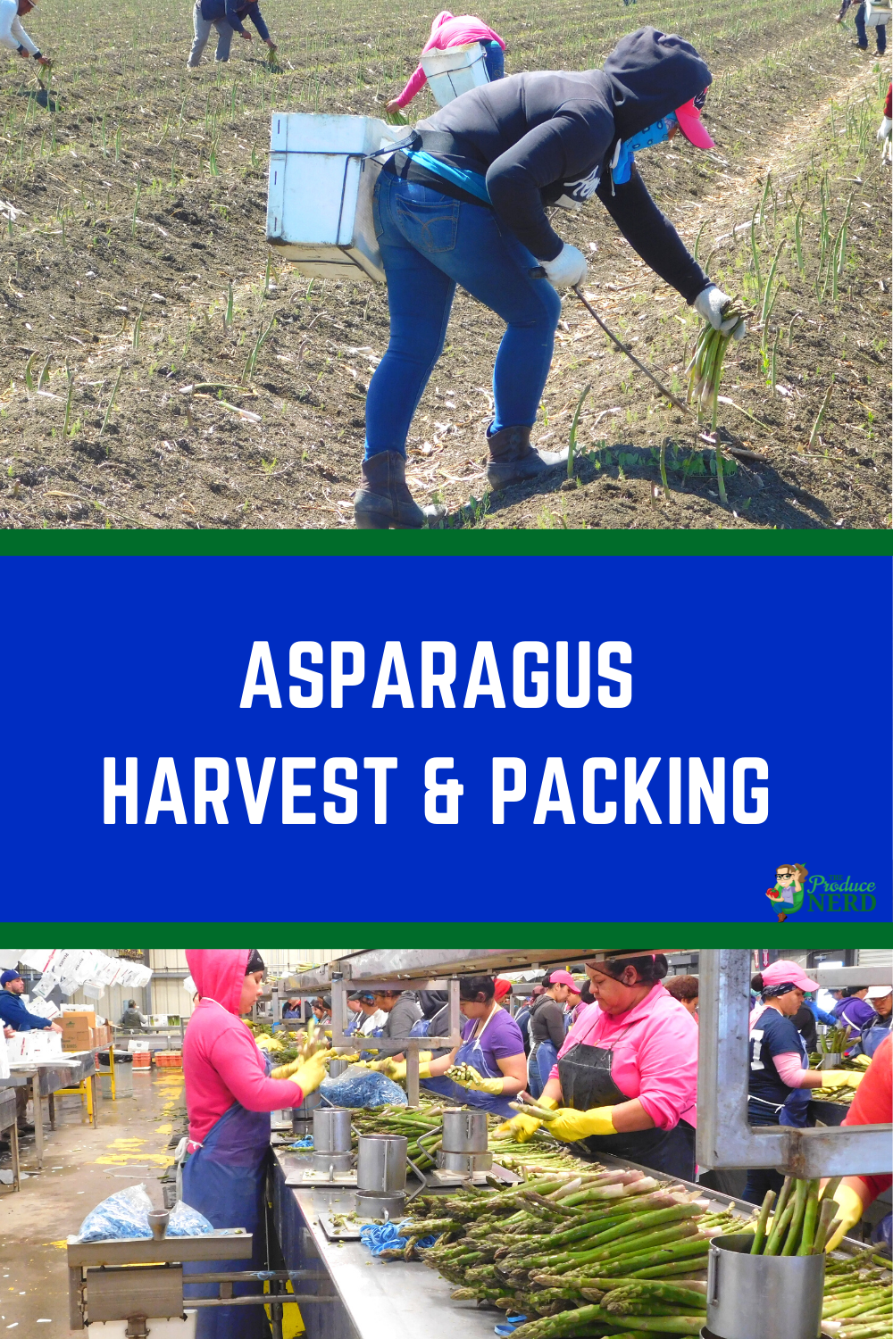 Read more about the article How Asparagus is Grown, Harvested & Packed