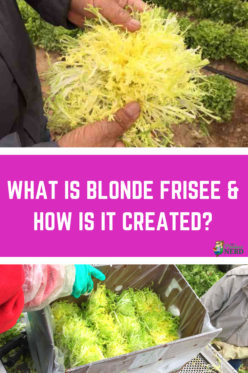 Read more about the article What is Blonde Frisée & How is it Created?