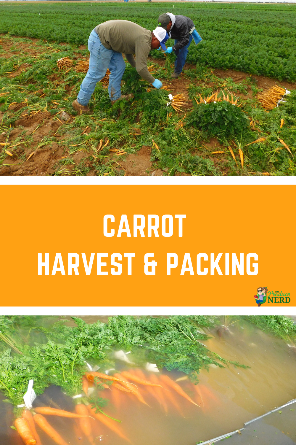 Read more about the article How are Carrots Harvested & Packed