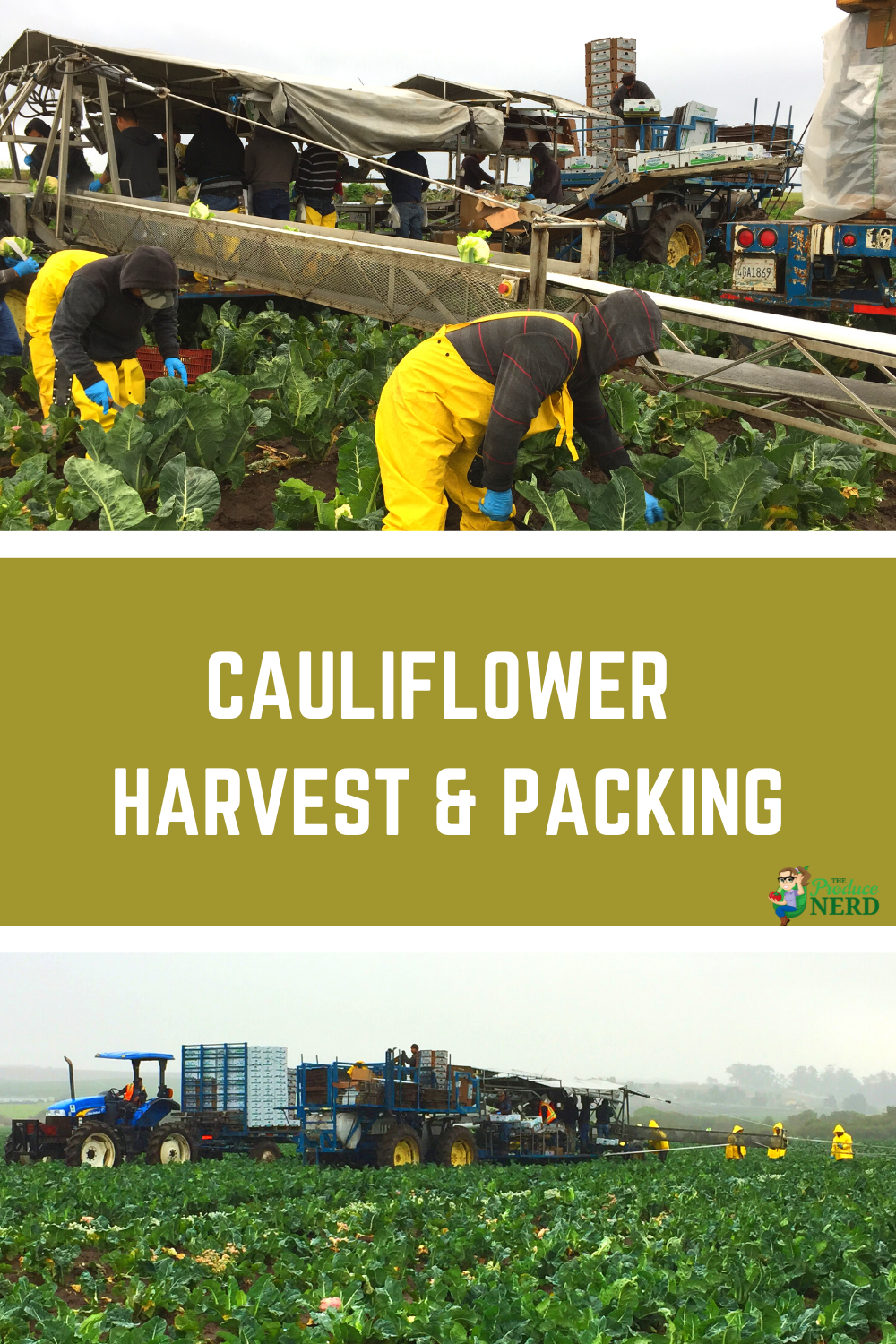 Read more about the article How is Cauliflower Harvested & Packed