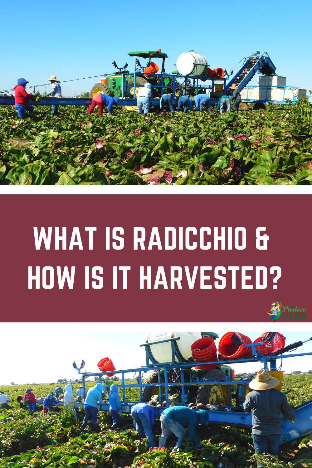 Read more about the article How is Radicchio Harvested