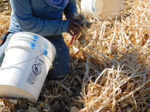 Garlic Harvest