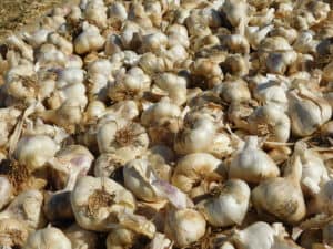 Garlic Harvest - Harvested Garlic