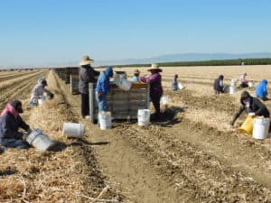 Garlic Harvest - Dumping into Bins