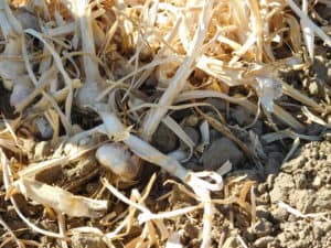 Garlic Harvest - Cured Garlic in the Field