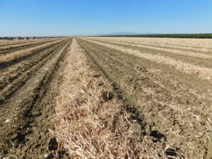 Garlic - Curing in the Field