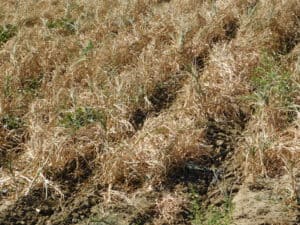 Garlic Field