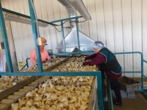 Garlic Packing - Initial Hand Sort