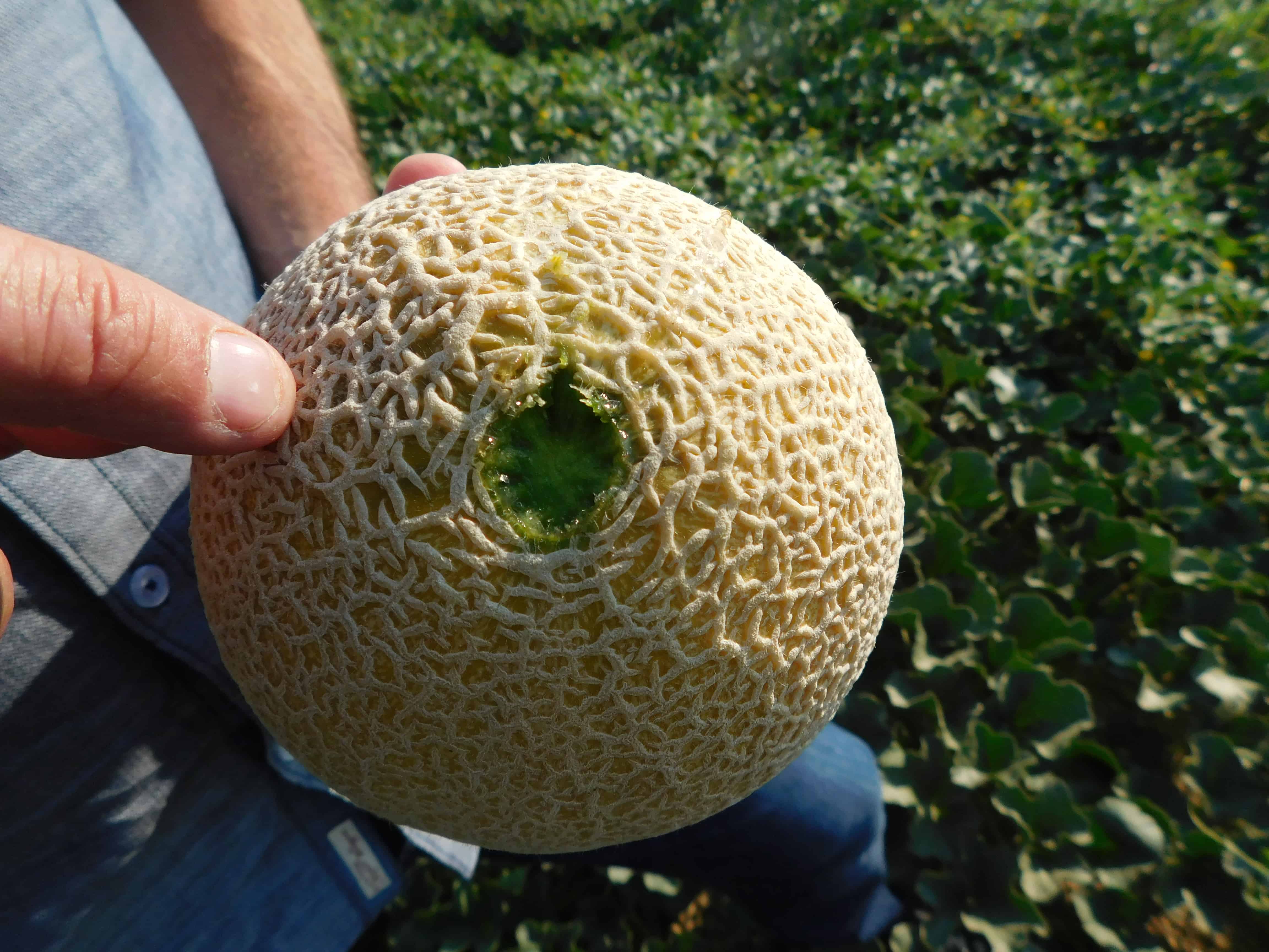 How To Tell When Cantaloupe Is Ready To Harvest