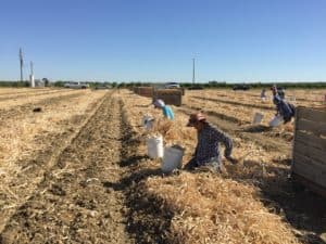 Garlic Harvest