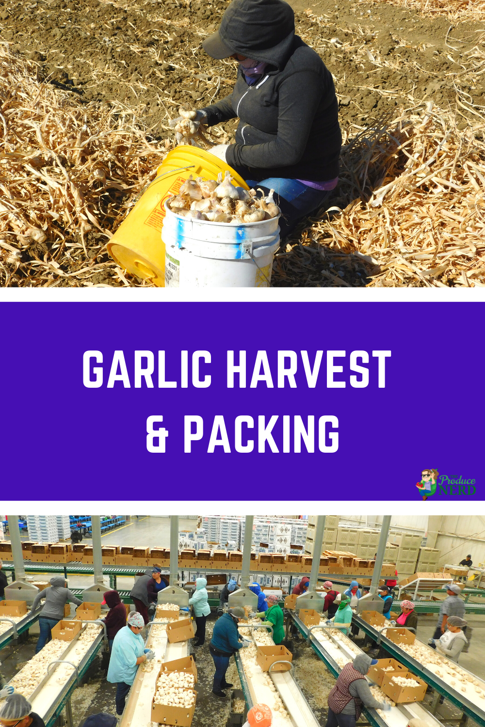 Read more about the article Garlic Harvest & Packing