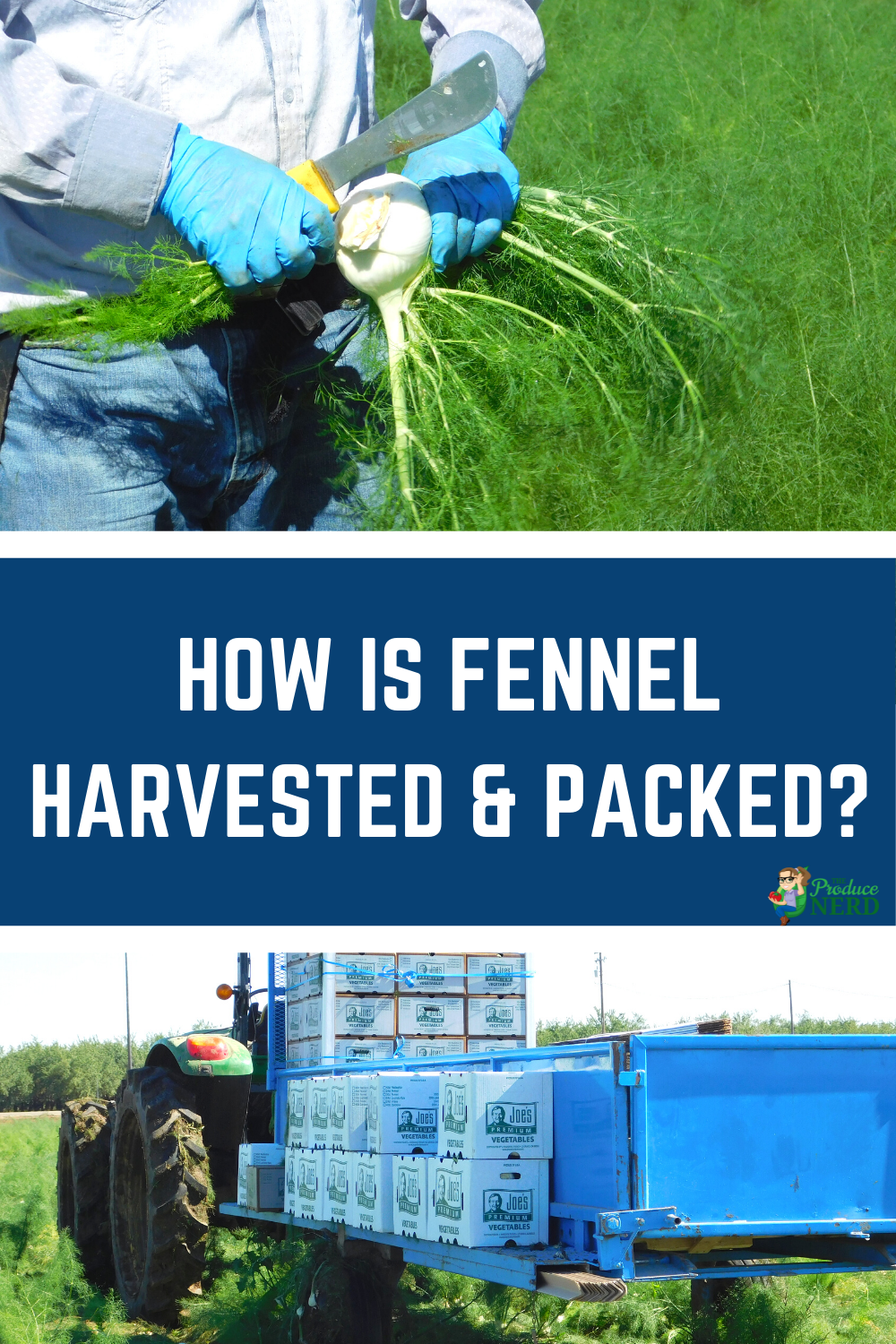 Read more about the article How is Fennel Harvested & Packed