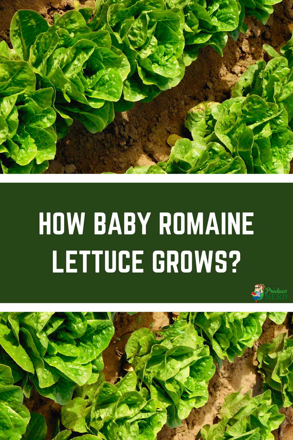 Read more about the article Baby Romaine Lettuce Harvesting & Packing