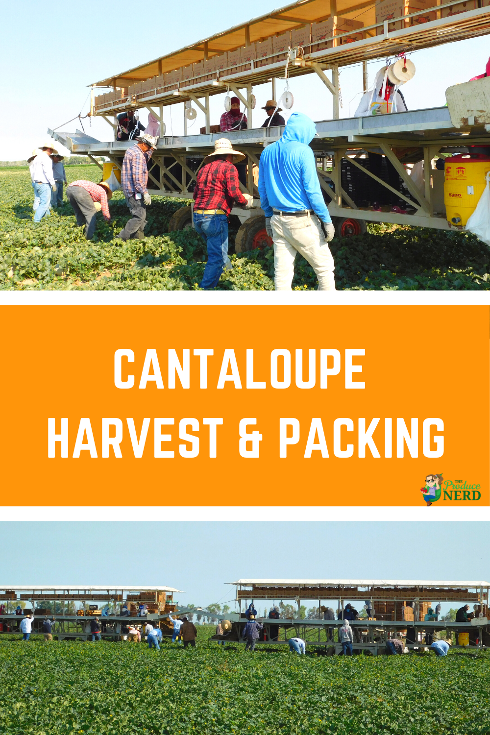 Read more about the article How Cantaloupes are Grown, Harvested & Packed in California