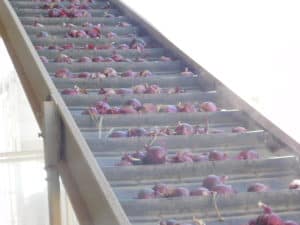 Onion Packing - Conveyor Line