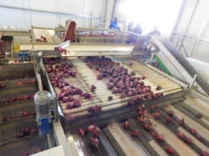 Onion Packing - Conveyor Line