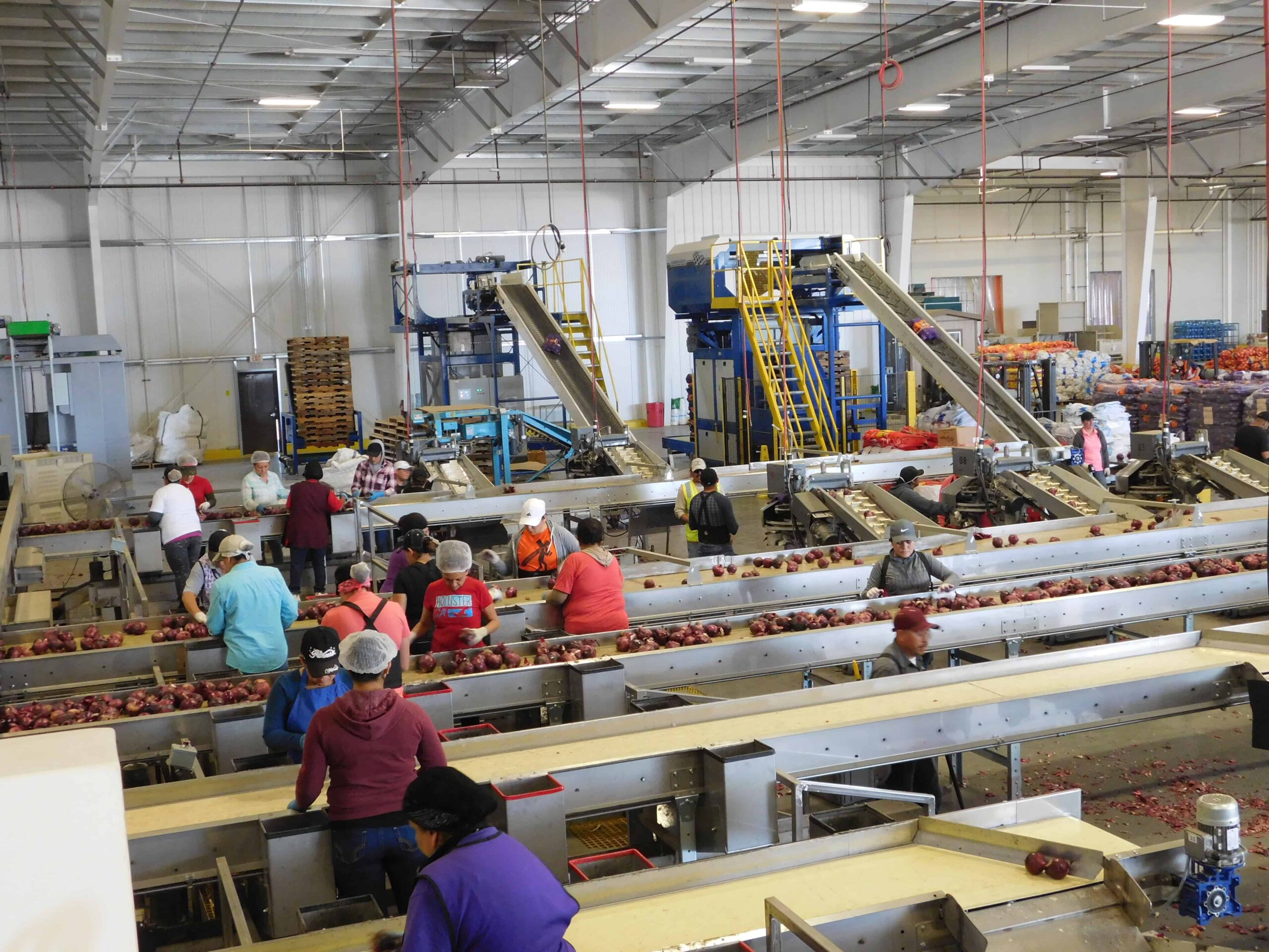 Onion Packing - Hand Sorting