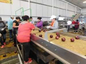 Onion Packing - Hand Sorting