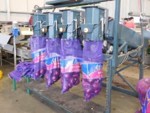 Onion Packing - Machine Pack