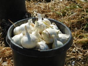 Onion Hand Harvest