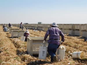 Onion Hand Harvest - Bin Dump