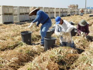 Onion Hand Harvest - Trimming Harvested Onions