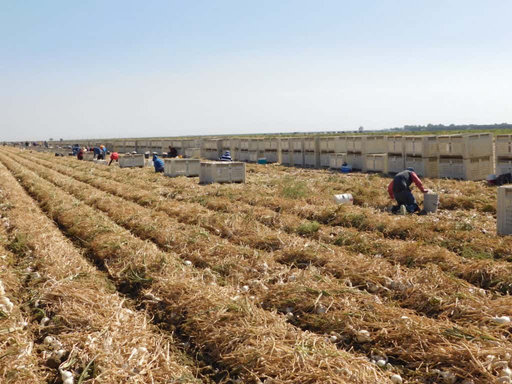 Onion Harvest