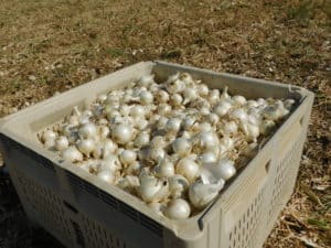 Onion Hand Harvest - Completed Bin