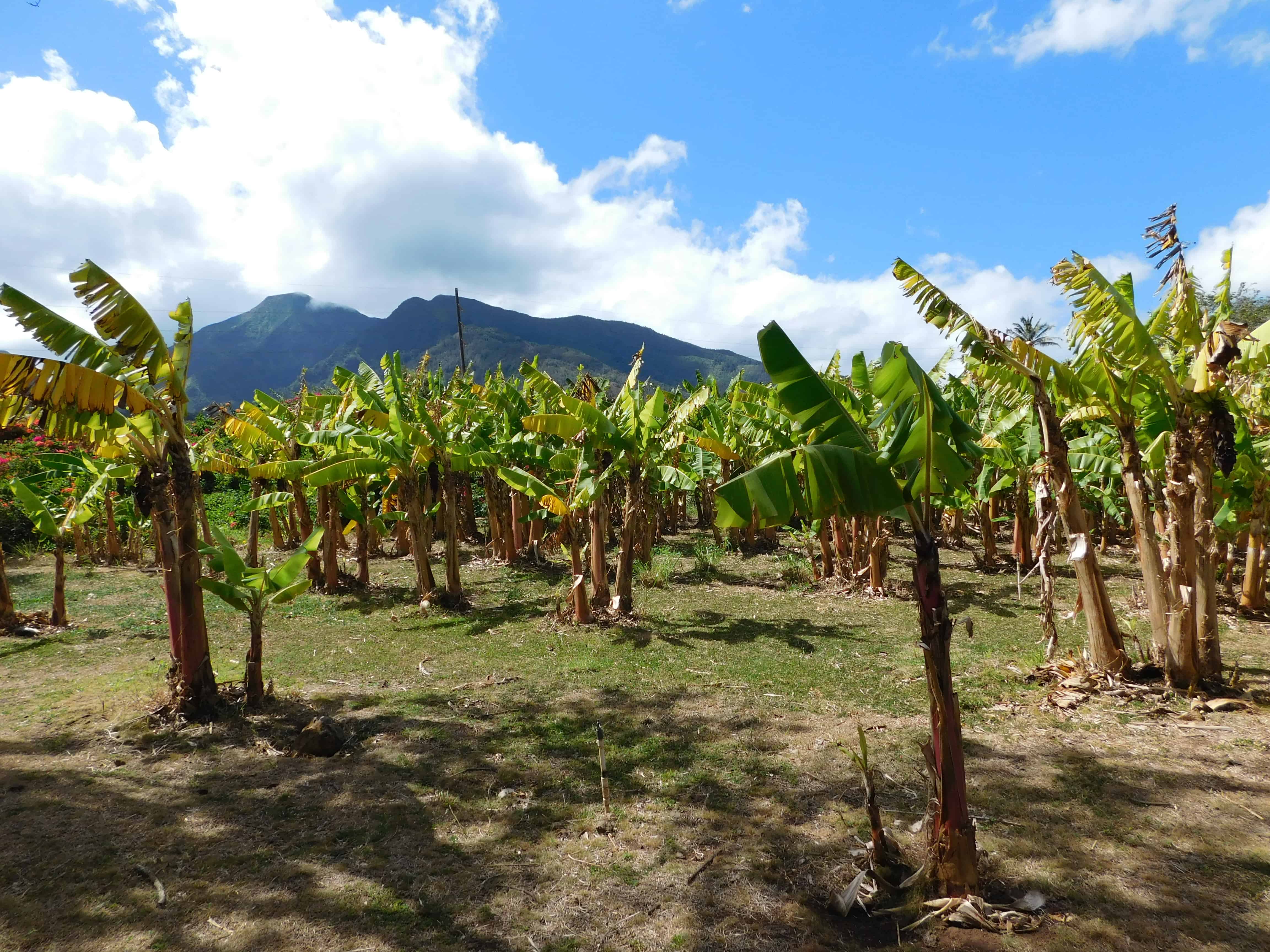 How Do Bananas Grow? The Produce Nerd