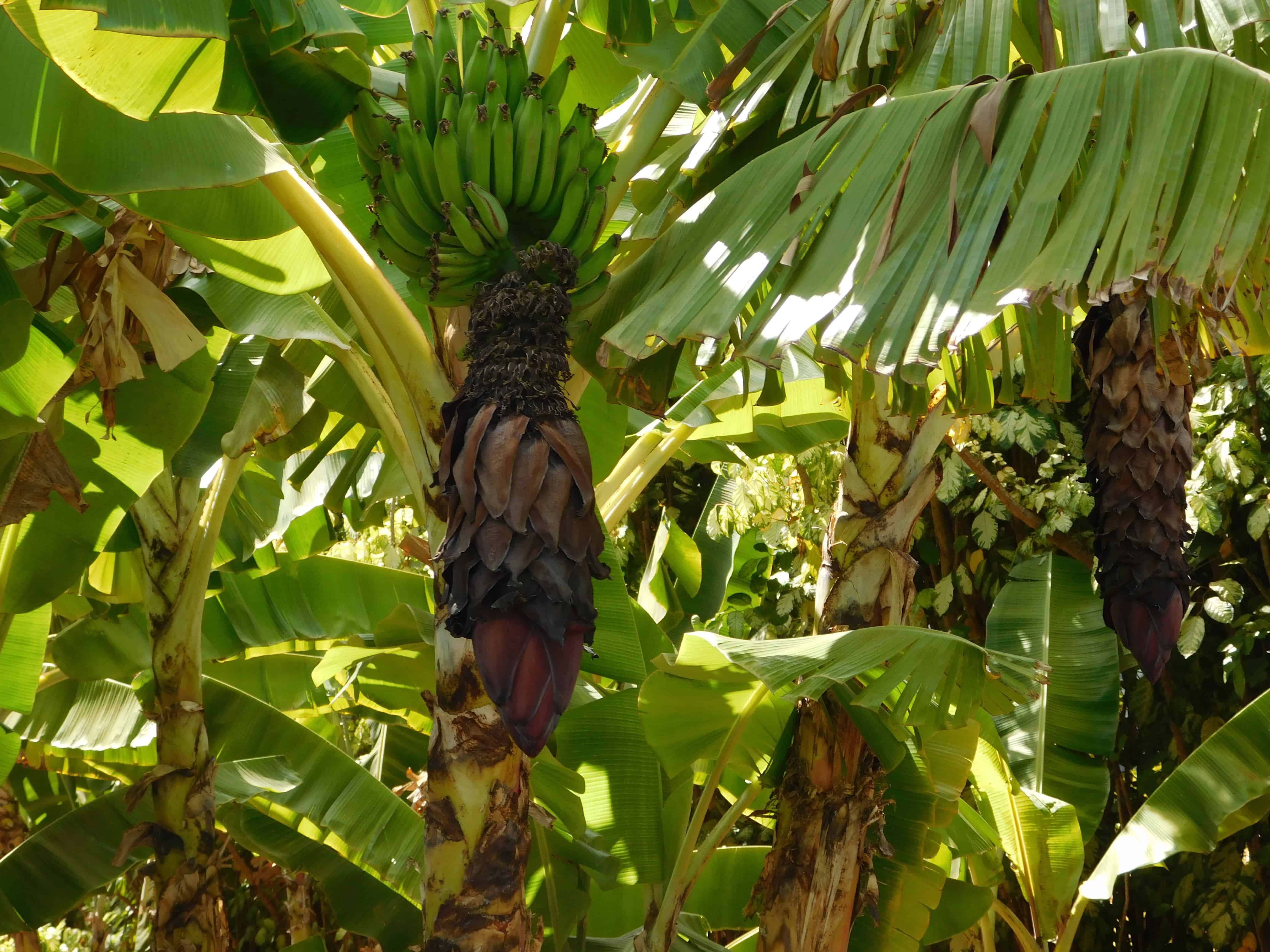 How Do Bananas Grow The Produce Nerd