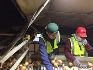 Onion Machine Harvest - Hand Sorting