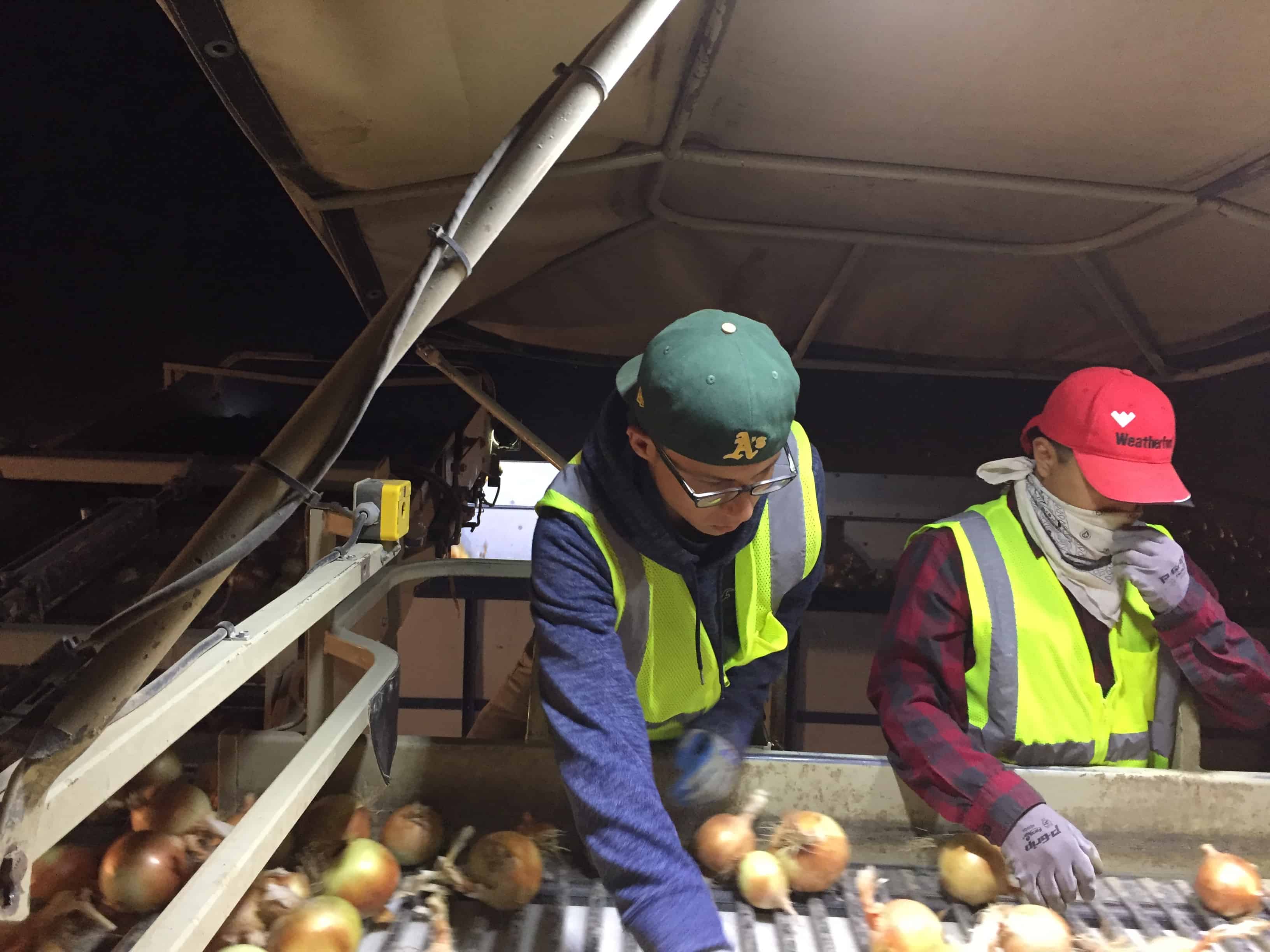 How Onions Are Harvested Commercially Hand & Machine Harvest The