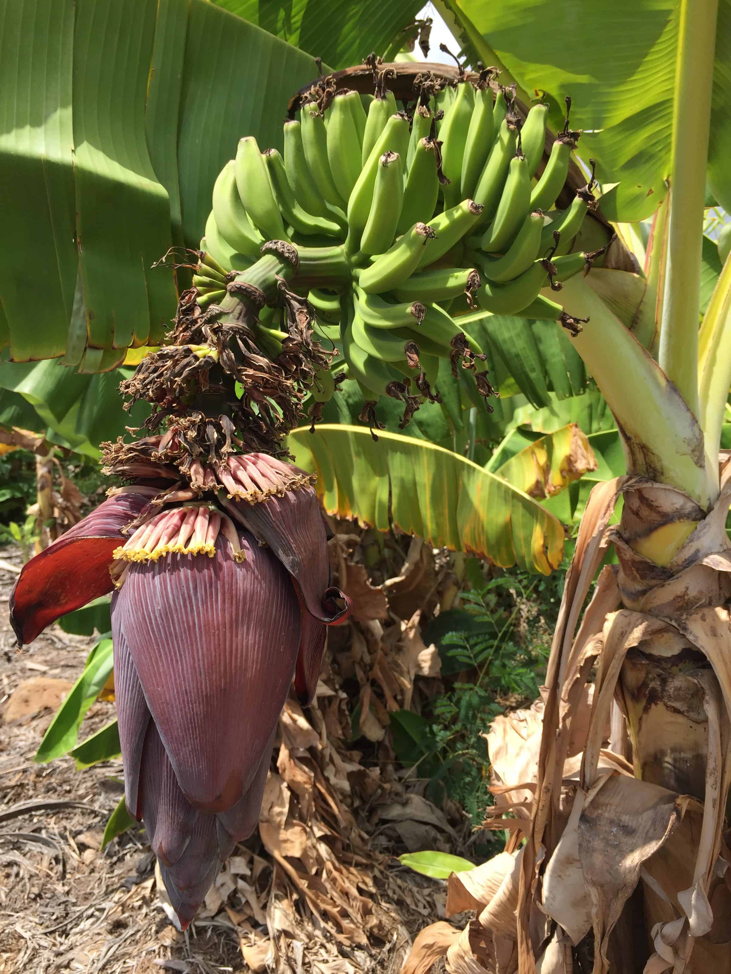 banana flower vegetable